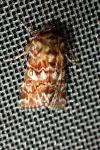Phaiogramma etruscaria