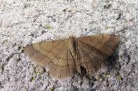 Scopula rubiginata