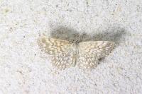 Scopula tessellaria