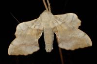 Laothoe populi