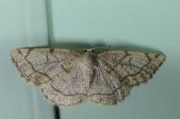 Stegania trimaculata