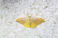 Watsonalla binaria