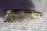 Cydia splendana