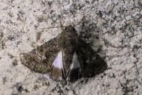 Aedia leucomelas