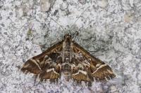 Diasemia reticularis