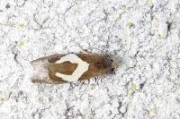 Epiblema foenella