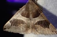 Dysgonia algira