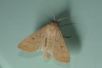 Mythimna vitellina