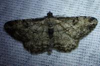 Peribatodes rhomboidaria