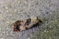 Cochylis molliculana