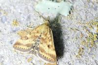 Pyrausta despicata