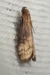 Euzophera fuliginosella