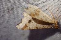 Macaria alternata