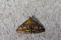 Pyrausta purpuralis