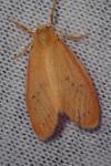 Miltochrista miniata