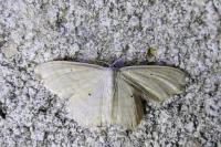 Scopula immutata