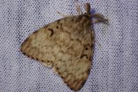 Lymantria dispar
