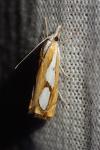 Catoptria pinella