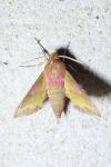 Deilephila porcellus
