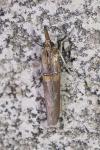 Etiella zinckenella