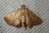 Endotricha flammealis