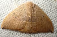 Watsonalla uncinula