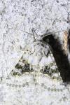Hecatera bicolorata