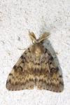 Lymantria dispar