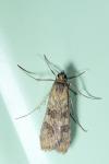 Nomophila noctuella