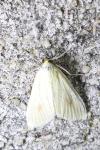 Sitochroa palealis