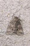Acronicta euphorbiae