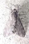 Agrius convolvuli