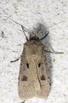 Agrotis exclamationis