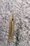 Ancylolomia tentaculella