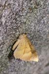 Camptogramma bilineata