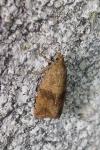 Celypha striana
