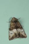 Mesoligia furuncula