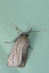 Mythimna riparia