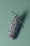 Phycitodes inquinatella