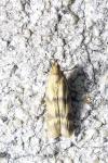 Homoeosoma sinuella