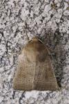 Hoplodrina ambigua