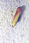 Oncocera semirubella