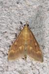 Ostrinia nubilalis