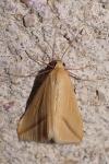 Rhodometra sacraria