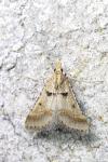 Stemmatophora brunnealis
