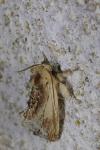 Ptilodon cucullina