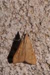 Antigastra catalaunalis