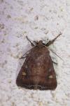 Lacanobia oleracea