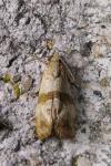 Phalonidia contractana