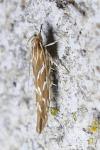 Pyroderces argyrogrammos